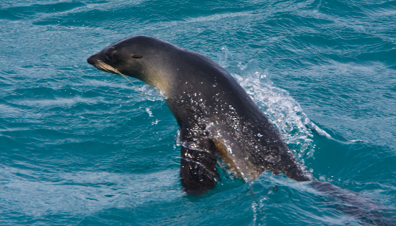 Antarctic Fur Seal Leaping From Water